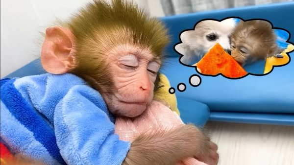 Обезьянка Бон Бон и новая машина Посетите лучших друзей щенка и съешьте пиццу