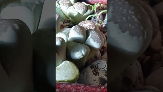 5. Lithops salicola смотреть онлайн