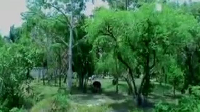 Big Cats Fight - Jaguars смотреть онлайн