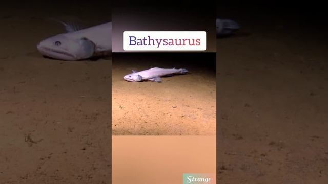 Bathysaurus || Deep ocean part - 4 #shorts #21 on TRENDING смотреть онлайн
