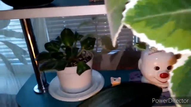 Мои комнатные цветы ,моя радость . смотреть онлайн