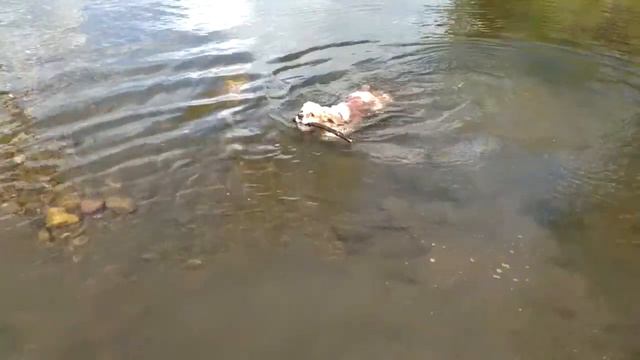 Собака плавает первый раз | спаниель Фредди смотреть онлайн