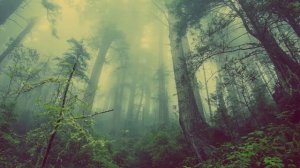 Звуки тайги - ночь. Ночные птицы. Вой волков | Taiga sounds - night. Night birds. Howling of wolves