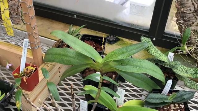 В гости к орхоману! Обзор орхидей в теплице Кэрол. Ликаста, фраг, онцидиум, дендробиум и каттлеи.