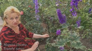 СБОР СЕМЯН ДЕЛЬФИНИУМА НОВОЗЕЛАНДСКОГО .ОСОБЕННОСТИ !