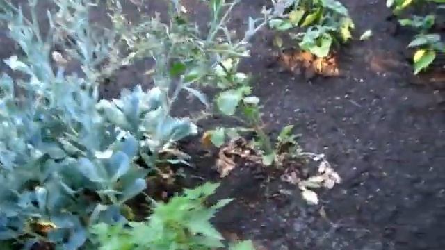 Как растут, цветут высадки моркови, капусты и редиски смотреть онлайн