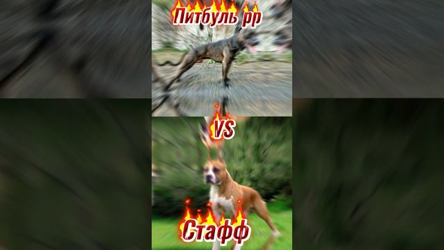 Питбуль рр🆚Стафф. #vs #амурскийтигр #эдит #собаки . смотреть онлайн