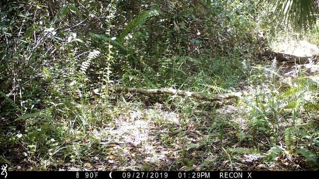 Double Browning Recon Force Extreme Trail Camera Pickup смотреть онлайн