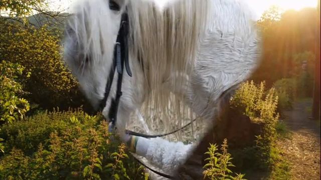 "Why I Love My Horse" Contest entry! смотреть онлайн