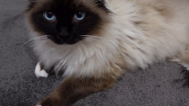 tama hd 4k camera test смотреть онлайн