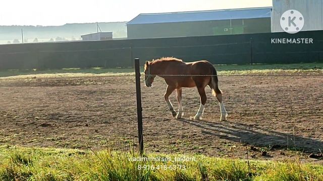 Чистопородный Владимирский жеребец Вексель В 2023 гр (Квартет - 1537 Вафля), подробнее в описании смотреть онлайн