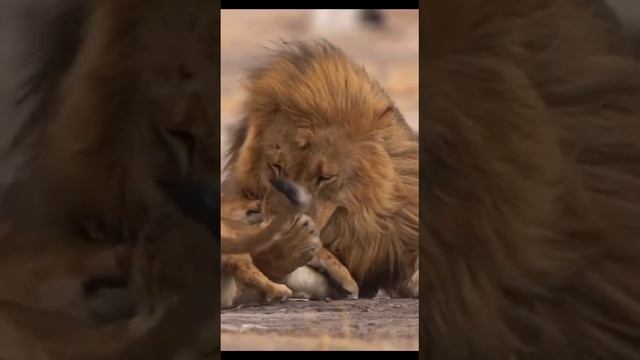 Лев и львёнок.mp4 смотреть онлайн