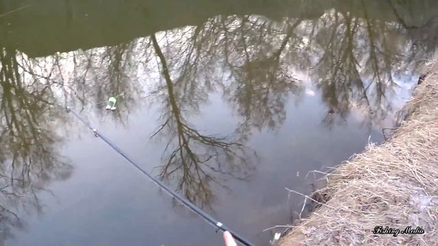 На что всегда клюет голавль? Лучшая наживка для крупного голавля ранней весной. Голавль на печень #