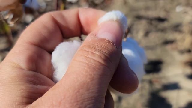 ХЛОПОК / КАК ВЫРАЩИВАЮТ ХЛОПОК В АМЕРИКЕ