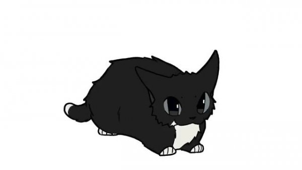 maxwell cat 10 hours