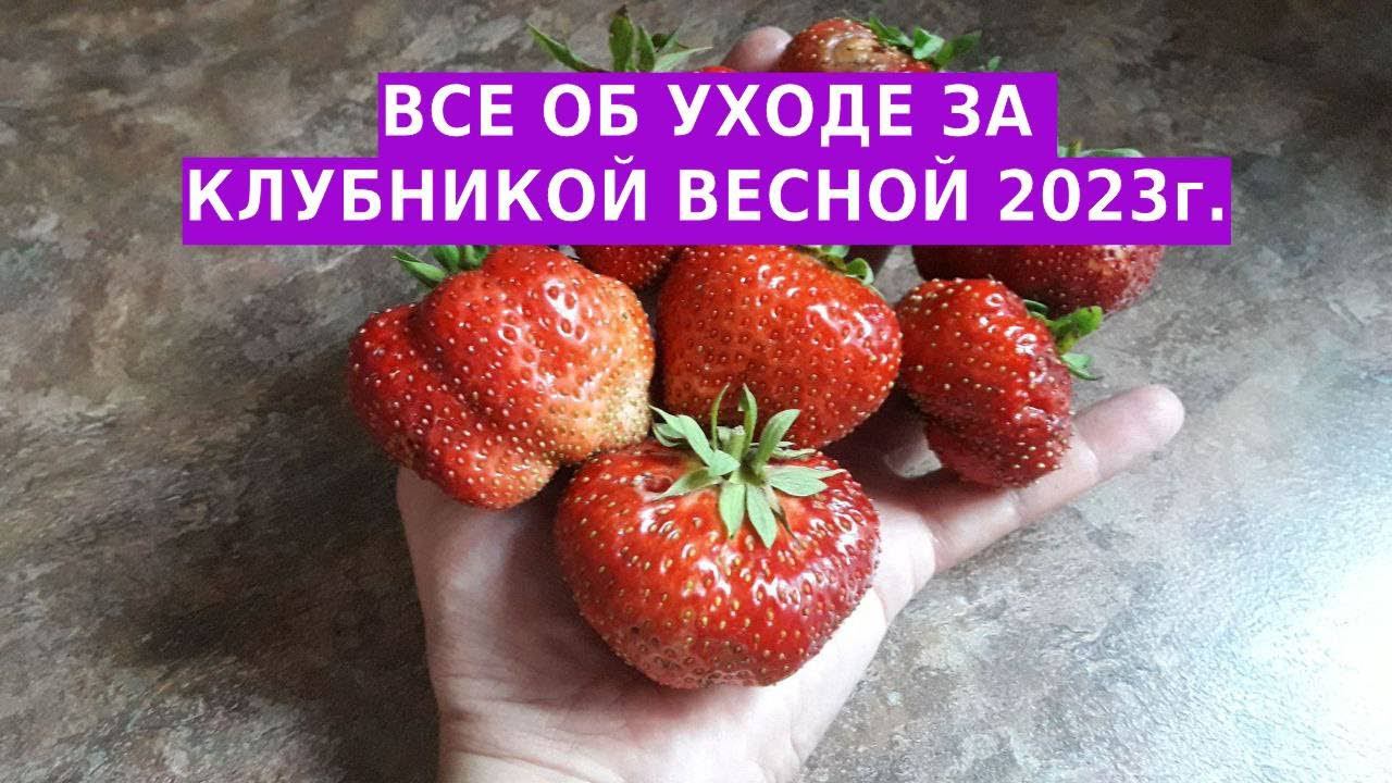 Важная обработка клубники ранней весной - что делаем в первую очередь. смотреть онлайн