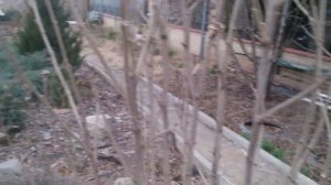 Как обрезать садовый гибискус весной