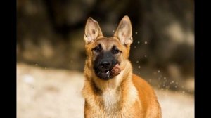 Бельгийская овчарка. Малинуа. Советы хозяев