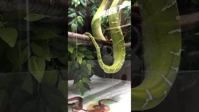 Corallus Caninus - Boa Canin - Emerald Tree Boa - Naissance 8/2021 -