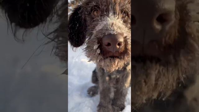 Дратхаар Лина 4 месяца #дратхаар #собака #dog #денисыч смотреть онлайн