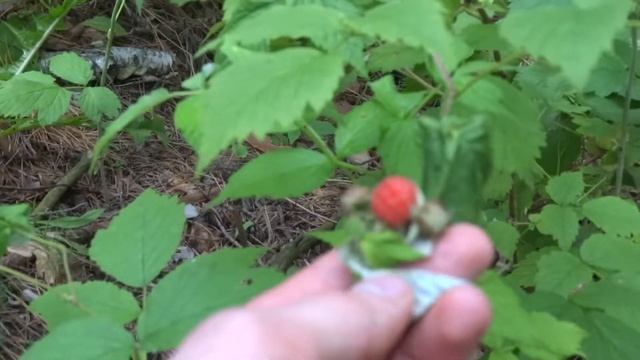 ДИКАЯ МАЛИНА. WILD RASPBERRY смотреть онлайн