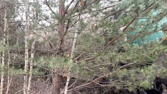 ЧМЭ3-3237 С цистернами. смотреть онлайн