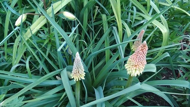 Тритома или книфофия смотреть онлайн