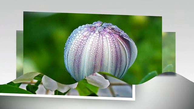 30 Most Beautiful Amazing Flowers in The World смотреть онлайн