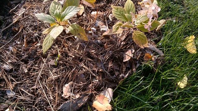 ДАЧА в КОНЦЕ ОКТЯБРЯ смотреть онлайн