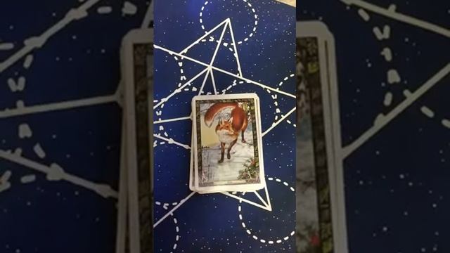 The Druid Animal Oracle Flip Through смотреть онлайн