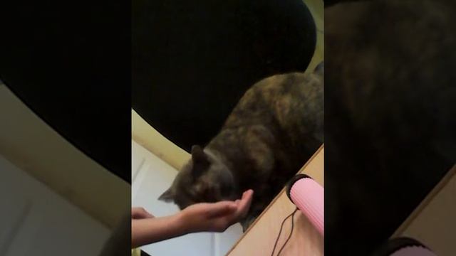 Уход за кошкой|Как правильно приучить кошку к вычесыванию? смотреть онлайн