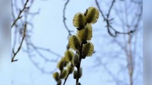 Вербное Воскресенье. Что такое Вербное Воскресенье.
Автор видео:ВИДЕОПЕДИЯ@video_pedia