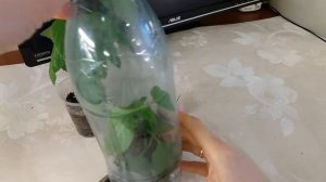 Лантана размножение черенками