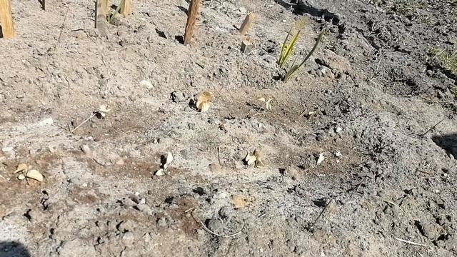 Эксперимент Мандарины в ОГ в Беларуси Видео 2 смотреть онлайн