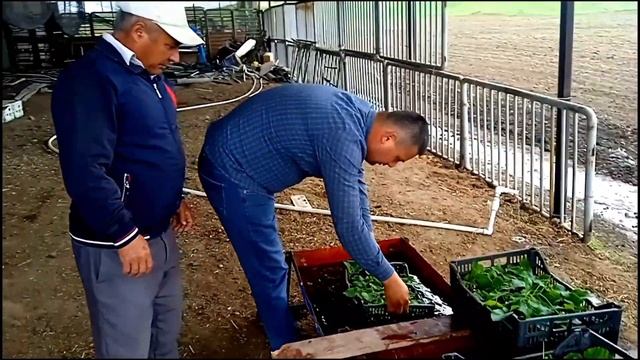 Павловния нихоллар +998936426040 сезон бошланди енди Яна арзонлашди ( Павловния нихоллари ) смотреть онлайн
