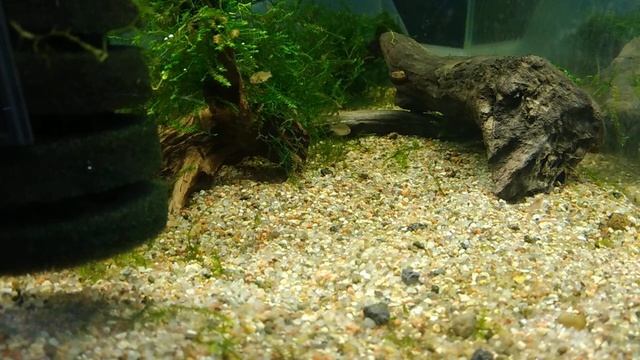 Microrasbora Erythromicron.Danio Erythromicron  Микрорасбора Эритромикрон