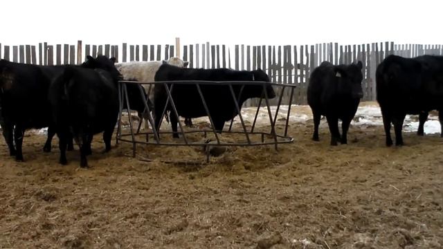 Жизнь в Канаде ! Ферма смотреть онлайн