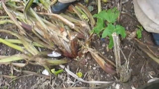 Борьба с БОРЩЕВИКОМ. Конец сезона. смотреть онлайн