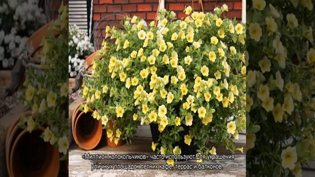 Цветок калибрахоа ампельная: описание и уход смотреть онлайн