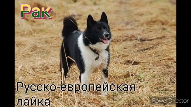 Кто ты из собак по ЗЗ? (6 ч) смотреть онлайн