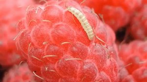 ЧЕРВИ В МАЛИНЕ - Как бороться с червячками в малине
