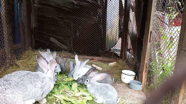 Кролики едят листья салата смотреть онлайн