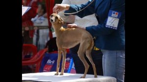 Левретки. Моно-выставка 27 мая 2012г., Москва / IG SPECIAL Club Show