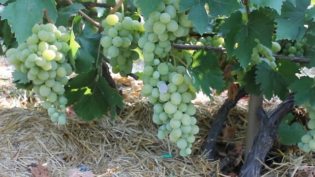 сорта винограда со средним сроком созревания смотреть онлайн