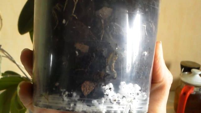 Обзор цветущих фаленопсисов мультифлор: Little Star и безымянной желтой орхидеи. Проблема с корнями смотреть онлайн