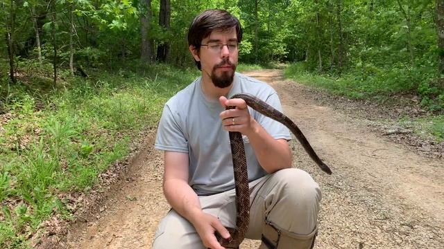 Is the Black Rat Snake Aggressive? смотреть онлайн
