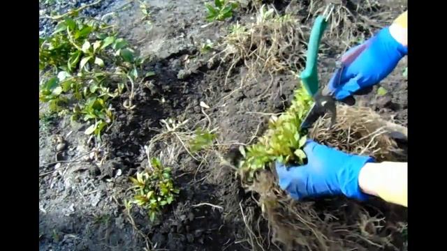 ФЛОКС МЕТЕЛЬЧАТЫЙ ВЕСНОЙ. Размножение делением . Правильная посадка флоксов .ЧАСТЬ 2 смотреть онлайн