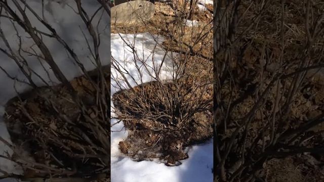 Весенняя обработка кустов смородины кипятком. Часть 1 смотреть онлайн