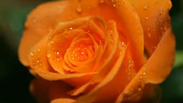 Оранжевые сны смотреть онлайн