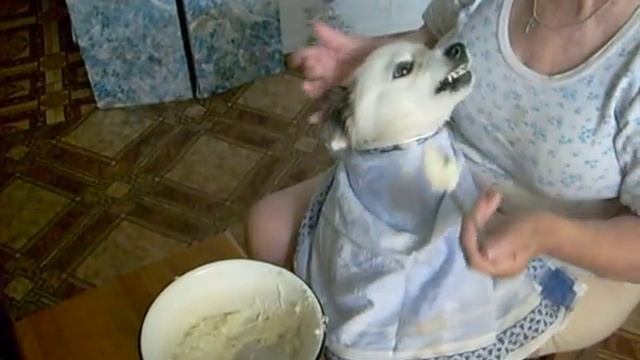 the dog eats from a spoon//Собака ест с ложки )) смотреть онлайн
